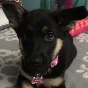 Meet your Posher, Abby